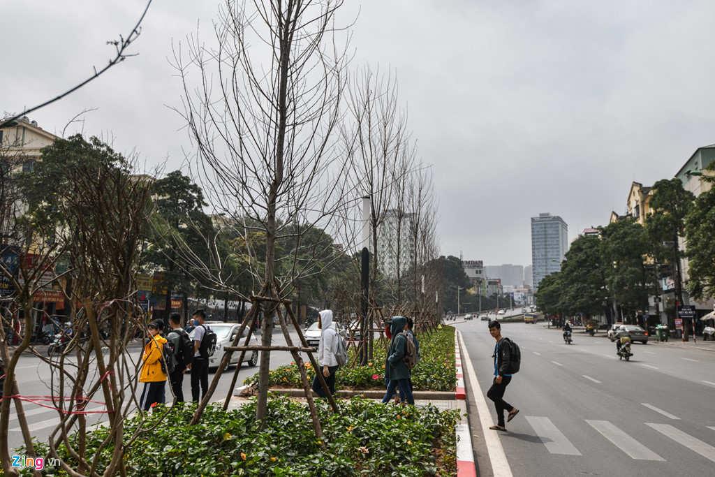 Cây phong mới trồng ở Hà Nội ra những chiếc lá đầu tiên